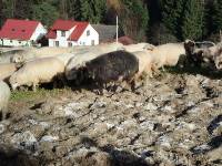 Zurkana Schafe